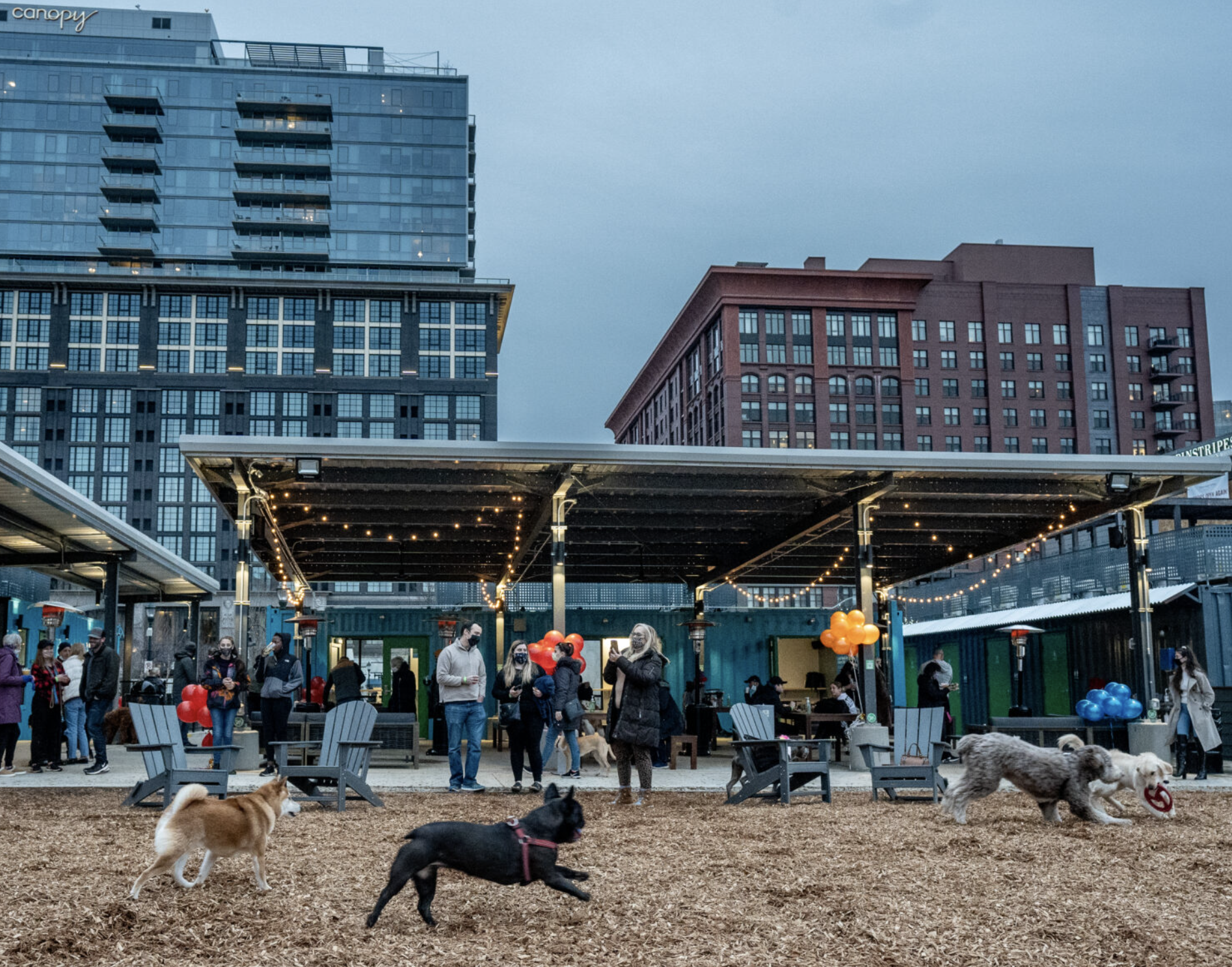 Bark Social: The first Social Club for Dogs in the Mid-Atlantic.